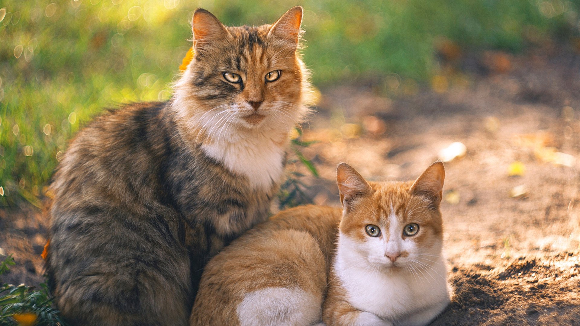 西甲国家德比焦点战启示录，埃及足球何以压制那不勒斯？